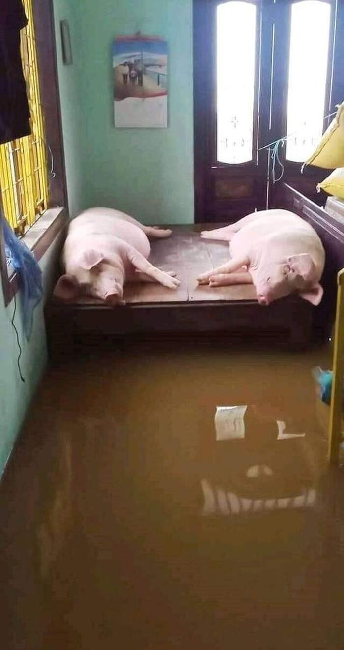 Không chỉ chó mèo mà còn có gà, vịt, bò, heo... những con vật đã gắn bó với người dân trong công việc đồng áng, chăn nuôi cũng phải "chạy lũ".