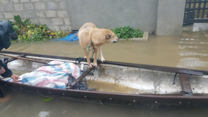 Cũng có nhà đóng cũi cho vật nuôi trú, tìm mọi cách cho chúng được khô ráo và an toàn.