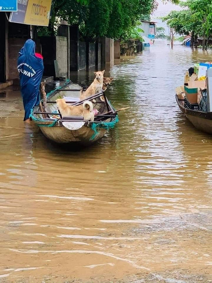 Có lẽ, biết được chủ nhân đang gặp khó khăn nên những con vật này đã hợp tác trong công tác cứu trợ.