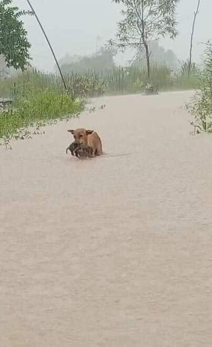 Không chỉ người dân gặp khó khăn mà những vật nuôi vùng lũ nơi đây cũng chịu chung số phận.