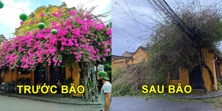 Giàn hoa giấy mộng mơ ngày nào giờ chỉ còn là đống hoang tàn.