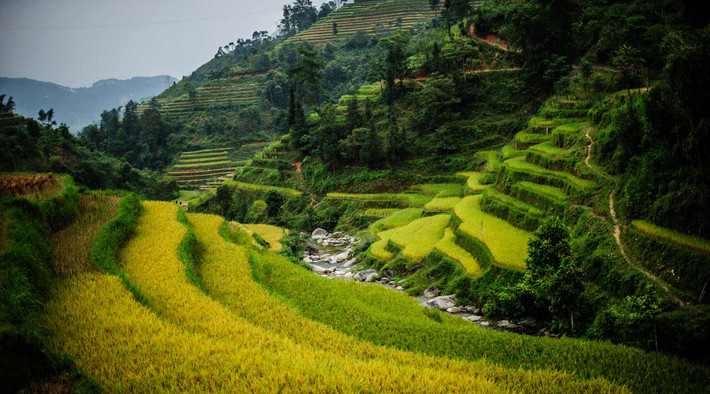 Mùa lúa chín ở Hoàng Su Phì vào khoảng cuối tháng 10. Nét độc đáo của Hoàng Su Phì chính là những thửa ruộng bậc thang xếp chồng và đều tăm tắp.