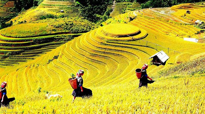 Mù Cang Chải là một huyện vùng cao thuộc tỉnh Yên Bái, cách Hà Nội khoảng 300 km.