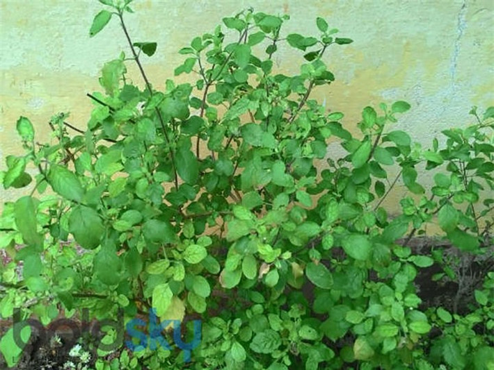 Húng quế được biết đến vì tính chống vi khuẩn và kháng virus. Nó giúp tăng cường hệ thống miễn dịch và chống lại nhiều bệnh nhiễm trùng.