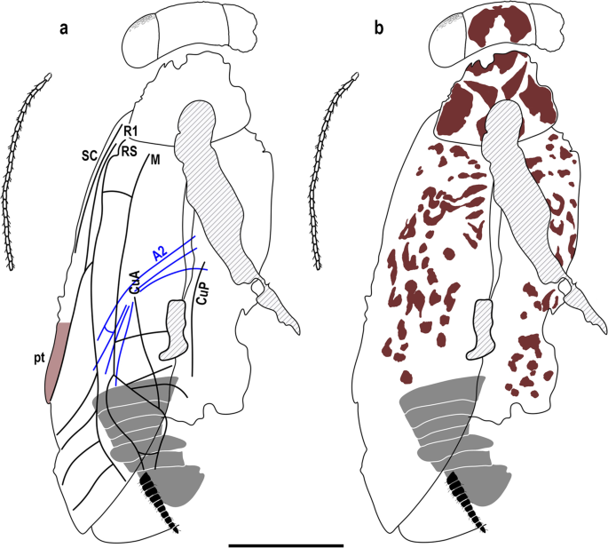 Alienopterix santonicus được giam giữ trong mảnh hổ phách quý hiếm, được khai quật tại một đường hầm của mỏ than Ajka-Csingervolgy ở Hungary.