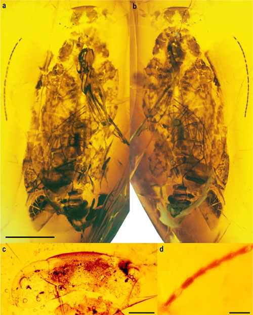 Chúng sống cùng với khủng long. Với màu sắc rực rỡ và lấp lánh ánh kim, Alienopterix santonicus trở thành "quái vật" nổi bật trong kỷ Phấn Trắng.