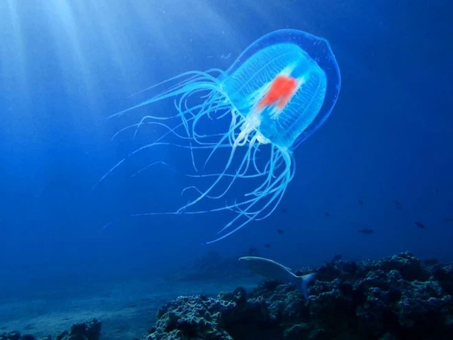 Những polyp này sau đó tạo ra những sinh vật kích cỡ trung bình bơi tự do, hay còn gọi là sứa.