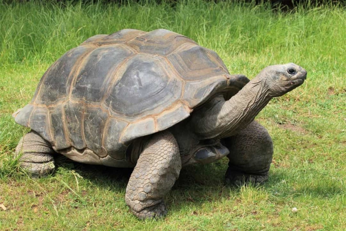 4. Rùa khổng lồ Aldabra. Rùa khổng lồ Aldabra được ghi nhận sống tới 255 tuổi.
