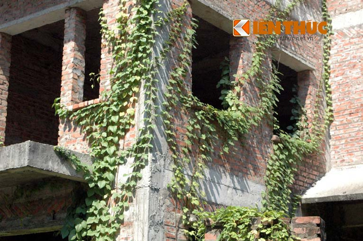 Không có người dọn dẹp, cây xanh và cỏ dại mọc um tùm.