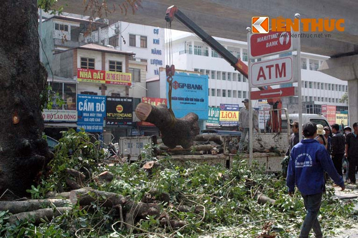 Theo lãnh đạo Công ty cây xanh Hà Nội, những số gỗ này sẽ được đưa về kho tập kết, sau đó Sở Tài chính sẽ định giá theo quy định, số tiền thu được nộp vào ngân sách và chi trả cho công nhân thi công.