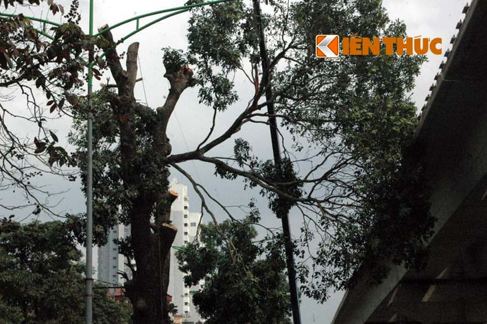 Một số công nhân đang đốn hạ những cây xà cừ 100 tuổi trên tuyến đường Nguyễn Trãi -Trần Phú, Hà Nội cho biết, ban ngày họ đốn hạ phần cành và ngọn cây, còn ban đêm mới đốn hạ phần thân nhằm giảm ùn tắc giao thông và tránh gây nguy hiểm cho người dân.