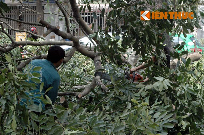 Những cành cây xà cừ đang được các công nhân khẩn trương đốn hạ.