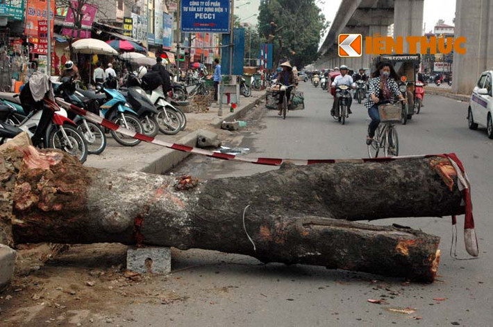 Những thân cây ngổn ngang ở lòng đường Nguyễn Trãi đang chờ ô tô đến chở đi.