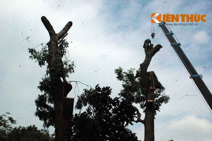 Phần thân cây chờ đến đêm chặt hạ tiếp. Việc đốn hạ hơn 100 cây xà cừ cổ thụ này sẽ xong trước Tết Nguyên đán.