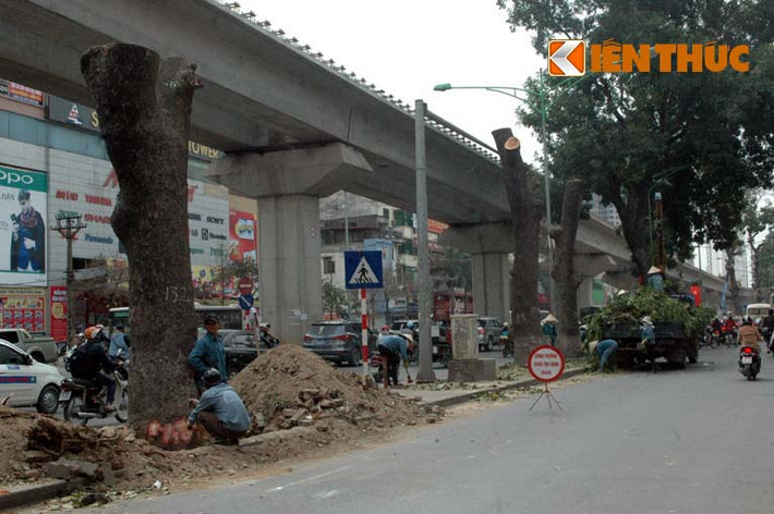 Sở Giao thông Vận tải đã có phương án trình thành phố, sau khi chặt hạ cây, phần dải phân cách giữa được san phẳng để tăng diện tích cho làn xe cơ giới.