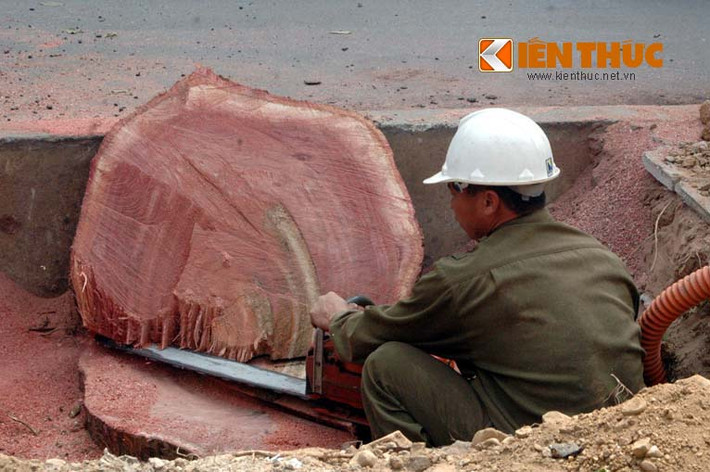 Nhiều cây xà cừ có phần thân khá to, rễ và gốc ăn sâu vào lòng đất.
