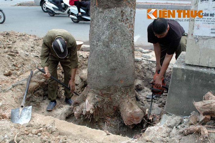 Các công nhân đang tiến hành đào gốc, cưa rễ loạt cây xà cừ cổ thụ cho biết, những cây xà cừ này bão cấp 16 chưa chắc đã đổ, vì rễ cây ăn rất sâu vào lòng đất.
