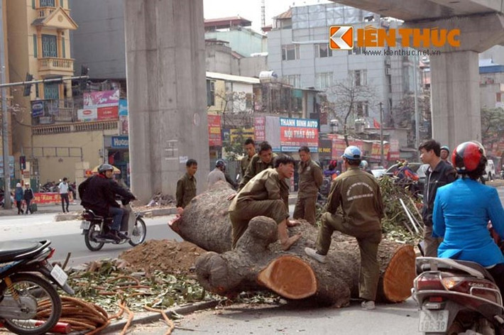 Những gốc cây xà cừ dù to hay nhỏ sẽ được đào cả phần rễ để đảm bảo quy trình đấu giá và tiết kiệm.