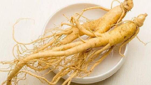 Các quan thời xưa phải đến xử án vào canh năm (3 - 5 giờ sáng), và thường phải thức giấc vào canh bốn (1-3 giờ sáng) nên không tránh được cơ thể sẽ thấy mệt mỏi. Vì vậy họ đã sử dụng một loại thần dược chính là nhân sâm.