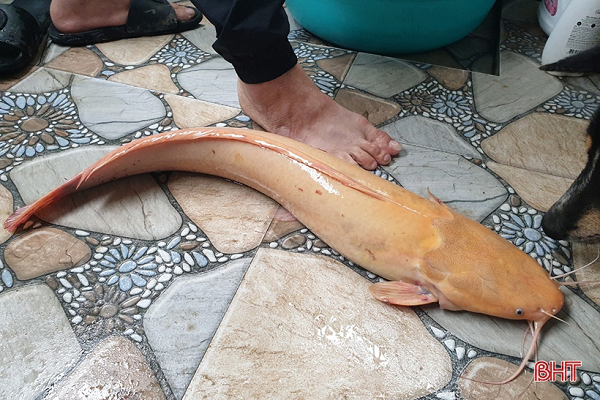 Điều đặc biệt là con cá trê này có màu da vàng óng vô cùng hiếm gặp. Khi được bắt lên, con cá trê vẫn sống khỏe mạnh và hiện đang được nuôi trong thau nước nhà anh Tuấn Anh.
