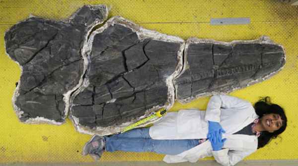 Chiếc hộp sọ được xác định thuộc về con Ichthyosaur lớn nhất thế giới từng được khai quật, chỉ hộp sọ của rồng biển này đã to lớn hơn một người trưởng thành rất nhiều.