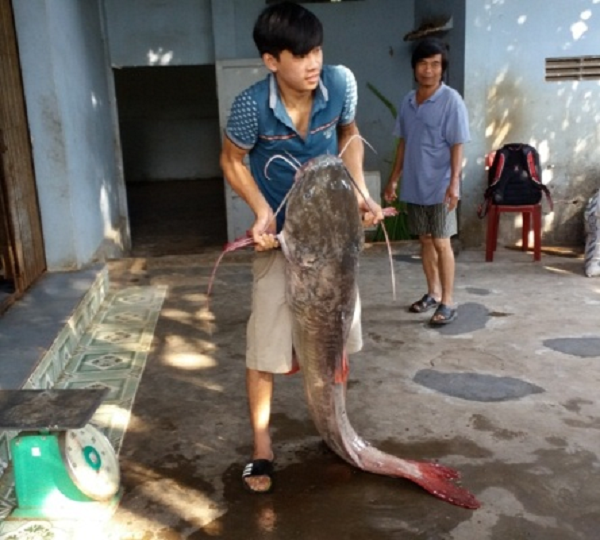 Đặc điểm phân biệt đơn giản của loài cá này so với các loài cá lăng khác chính là chiếc đuôi cá màu đỏ, vây lớn cùng kích thước "khủng" ở các cá thể trưởng thành.