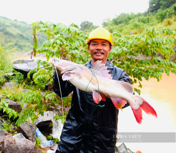 Cá lăng đuôi đỏ sống đơn độc ở tầng nước giữa chứ không bơi thành đàn, nên để bắt loài cá này càng trở nên khó khăn.