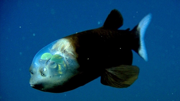 Vào tháng 12, các nhà nghiên cứu của MBARI đã bắt gặp loài cá mắt thùng (Macropinna microstoma). Con cá kỳ lạ này có một cái đầu trong suốt, mà có thể nhìn vào bên trong để thấy bộ não, hàm răng, sống mũi và đặc biệt là hai bên nhãn cầu.
