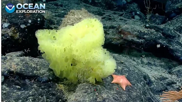 Vào tháng 8, NOAA đã phát hành một bức ảnh hài hước về bản sao ngoài đời thực của hai nhân vật SpongeBob Squarepants và Patrick Star trong bộ phim hoạt hình nổi tiếng "chú bọt biển tinh nghịch". Đây là bọt biển thuộc chi Hertwigia và sao biển thuộc chi Chondraster.