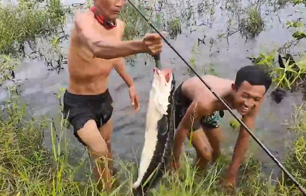Tuy nhiên hơi khác là vảy lưng và đầu màu đen nhạt, phần bụng và hai bên lườn màu trắng, có lẫn những sọc đen mờ, vì thế mới có tên là cá lóc bông.