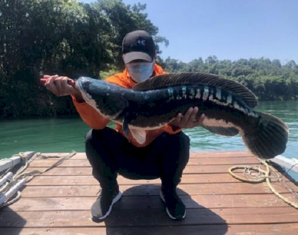 Đây là loại cá dữ và rất to con, trọng lượng tối đa có thể đến 20kg, chiều dài lên đến 1,3 m và sống hơn 10 năm.