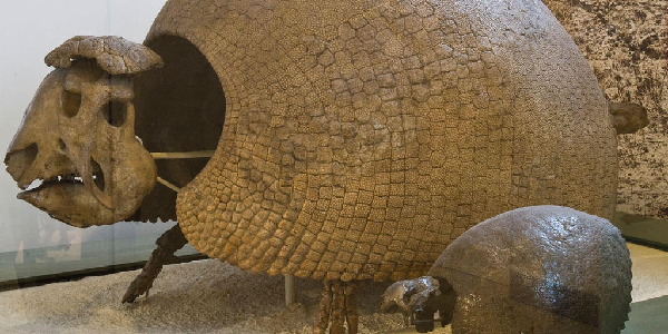 Chiều dài từ đầu đến đuôi của Glyptodon lên tới 3,3 m, vỏ cao tới 1,5 m và nặng tới 2 tấn.