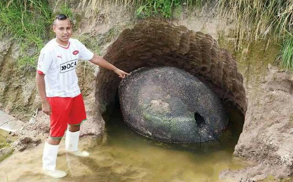 Glyptodon là một chi của các loài động vật có vú lớn, được bọc thép. Nó sống trong thời đại Pleistocene sớm (được xác định là 1,806 ± 0,005 triệu năm trước).