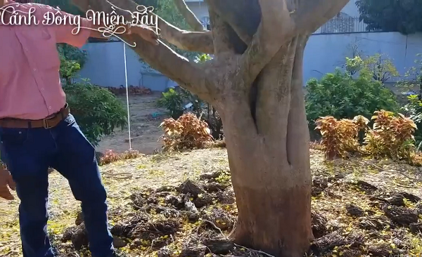 Cây mai thuộc họ Ochnaceae, có tên khoa học Ochna integerima còn được gọi là cây hoàng mai, rất được ưa thích vào ngày Tết Cổ Truyền ở miền Nam Việt Nam. (Ảnh: Youtube Cánh Đồng Miền Tây)