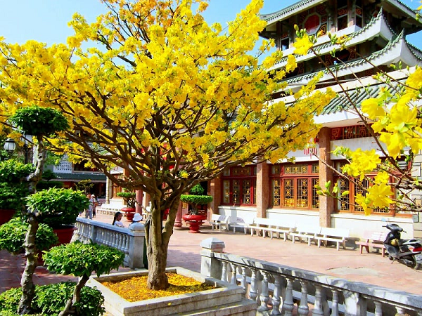 Cây hoa mai có thân cứng, cành giòn, lá nhỏ, hoa to và phẳng, lâu tàn. Mai có dáng vẻ thanh cao. Thân cây mềm mại, lá xanh biếc dịu dàng, hoa tươi rực rỡ…