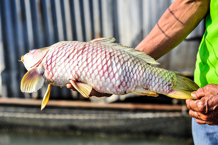Nhiều bè có hàng nghìn con cá với trọng lượng từ 3-5kg cũng bị chết sạch.