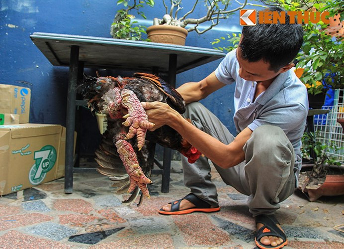 Những con gà có dáng đẹp, cặp chân khủng thường được khách hàng đặt và đến tận trang trại để mua.