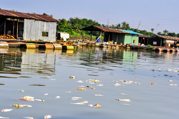Theo các chủ bè cá cho biết, hai ngày trước, nước nhánh sông Đồng Nai chuyển màu đen và có mùi hôi nồng nặc. Thời điểm này, cá tại các bè nuôi nổi lên mặt nước đớp bọt khí và có biểu hiện kiệt sức. Đến rạng sáng 4/1 thì chết ồ ạt.