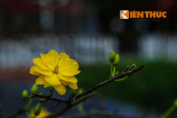 Mặc dù năm nay thời tiết có phần nắng nóng khiến mai nở sớm nhưng tỉ lệ không đáng kể (3%). Anh Lê Minh Hùng - chủ vườn mai Minh Thắng cho biết: "Năm nay, vườn nhà tôi có 1300 cây, trong đó có 150 cây có giá trị kinh tế cao (từ 50 -150 triệu đồng/cây), còn lại là những chậu mai có giá bình quân từ 3 triệu đồng/cây trở lên. Tuy thời tiết năm nay khá nóng khiến mai nở sớm nhưng không đáng kể".