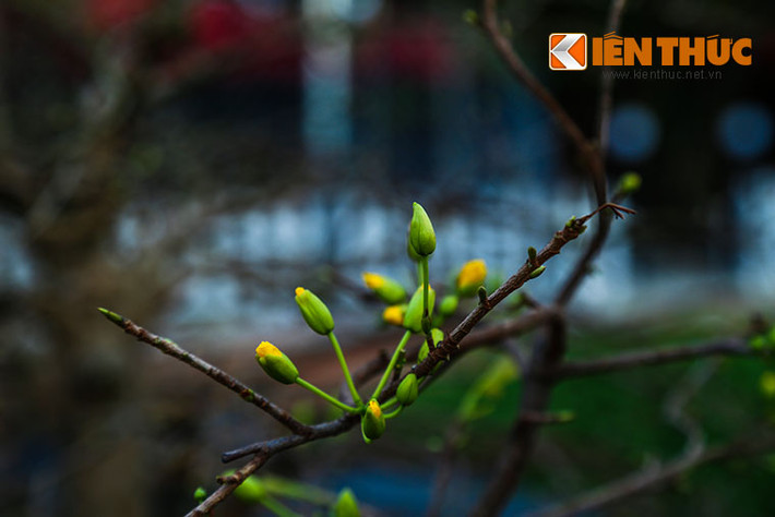 Những cành mai đã bắt đầu bung nụ, báo hiệu việc nở nộ đúng ngày Tết.