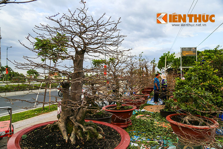 Trên đường Phạm Văn Đồng (quận Thủ Đức), nhiều gốc mai ghép có thể đẹp đã được các nhà vườn đưa ra để chờ khách đến lấy.
