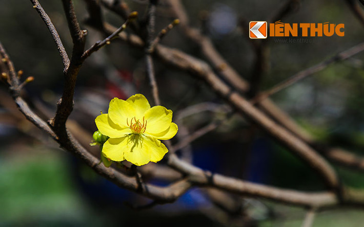 Những nụ mai vàng nở sớm khoe sắc trong nắng.