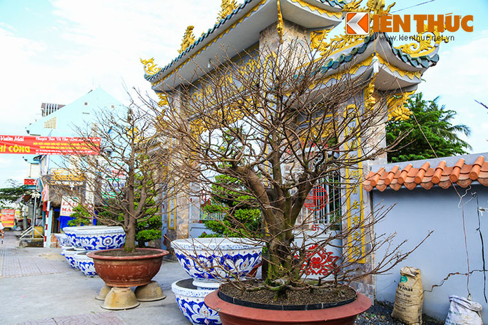 Ghi nhận thực tế cho thấy, mặc dù các nhà vườn đã hoàn thành công đoạn tỉa lá và đưa mai ra khỏi vườn. Nhưng phải đến ngày 20 âm lịch, thì những gốc mai khủng có giá cao mới bắt đầu được đưa đi.
