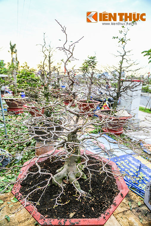 Chủ vườn mai Chí Công trên đường Phạm Văn Đồng cho biết : "Để có được những gốc mai vàng "khủng" với giá hàng trăm triệu, thì các nhà vườn phải mất ít nhất 5 năm trồng, chăm sóc tạo thế cho mai".