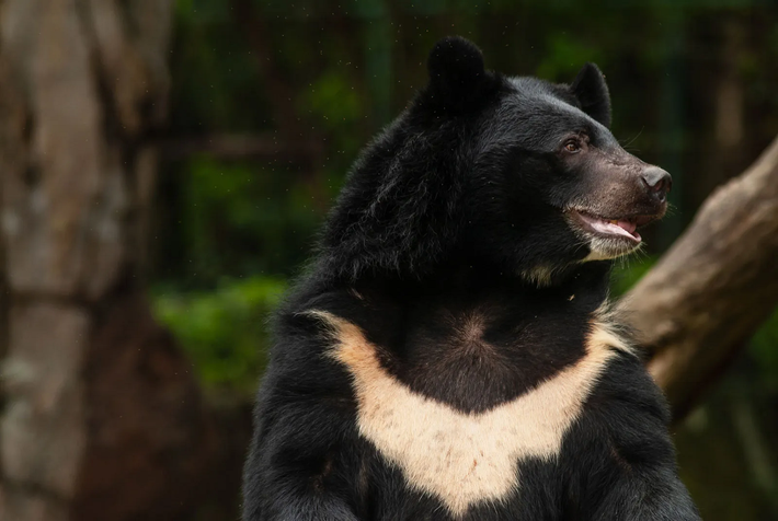 Gấu ngựa (Ursus thibetanus), còn gọi là Gấu đen Tây Tạng hoặc Gấu đen châu Á, là loài động vật quý hiếm được đưa vào sách đỏ của Hiệp hội Bảo tồn Thế giới (IUCN) vì đang bị đe dọa tuyệt chủng. (Ảnh:Britannica)