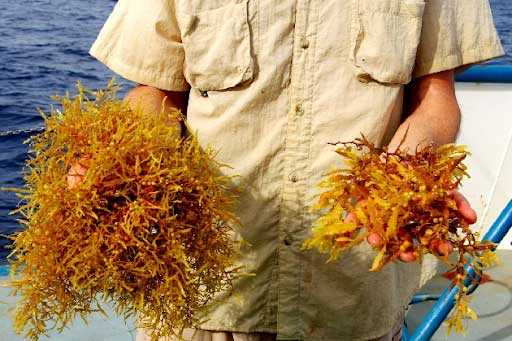 Các thủy thủ đoàn từ lâu đã cảm thấy khiếp sợ khi gặp phải khối tảo Sargassum. Columbus từng nhắc tới chúng trong nhật ký thám hiểm từ năm 1492 khi tàu Santa Maria mắc kẹt giữa đại dương trong 3 ngày. Nguy cơ tảo biển mắc vào tàu và kéo xuống nước khiến các thủy thủ dù dày dạn kinh nghiệm cũng phải lo sợ.(Ảnh: Marlin Magazine)