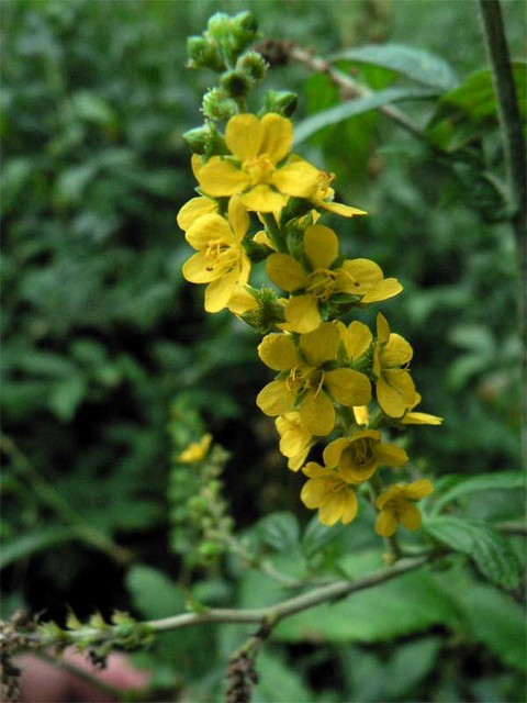 10. Thảo mộc Agrimony Loại thảo mộc này được rất ít người biết đến như một vị thuốc giảm đau dạ dày và phục hồi chức năng của hệ thống đường tiêu hóa. Axit trào ngược cũng gây ra những biểu hiện như nôn khan, tiêu chảy. Nếu như bạn có những triệu chứng này thì hãy tìm đến Agrimony để điều trị những dấu hiệu liên quan đến vấn đề dạ dày.
