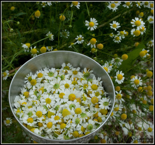 8. Hoa cúc Đức (German Chamomile) Hoa cúc Đức (German Chamomile) là thành phần chính trong một loại thuốc chữa đau dạ dày. Các nhà khoa học đã nghiên cứu nhiều thí nghiệm trên những cây hoa cúc Chamomile và cho ra các kết quả đều chứng minh tác dụng của loại hoa này với căn bệnh liên quan đến dạ dày như: trào ngược axit, chuột rút, nôn khan, đau dạ dày,.. Hoa cúc Chamomile dùng làm trà thảo dược rất có lợi cho hệ thần kinh, còn hoa cúc Đức điều trị cho trào ngược axit. Người bệnh hoàn toàn có thể yên tâm khi sử dụng loại thảo mộc này mà không có những tác dung phụ nguy hại đến sức khỏe.