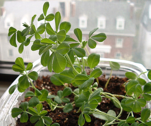 Hạt methi là một nguồn cung cấp chất xơ phong phú, có tính kháng khuẩn cao, chữa lành những vết thương viêm nhiễm trong dạ dày, giải quyết những vấn đề tiêu hóa. Chất xơ trong trong hạt Methi sẽ đào thải chất độc có trong có thể sau khi được tiêu hóa ở đường ruột. Vì thế, sử dụng hạt Methi sẽ giúp hệ tiêu hóa của bạn khỏe mạnh hơn và không gặp vấn đề rắc rối nào. Sự dụng hạt Methi trong các món ăn, rắc lên bề mặt để tăng hương vị. Ảnh: Cây Methi.