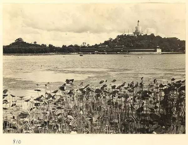 Hoa sen trong đầm Thái Dịch.